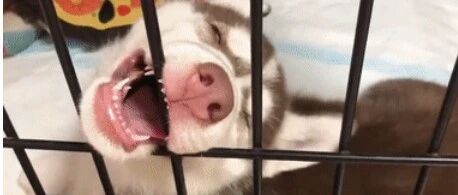 哈士奇的脑洞最奇葩，最蠢？真相会让你很意外