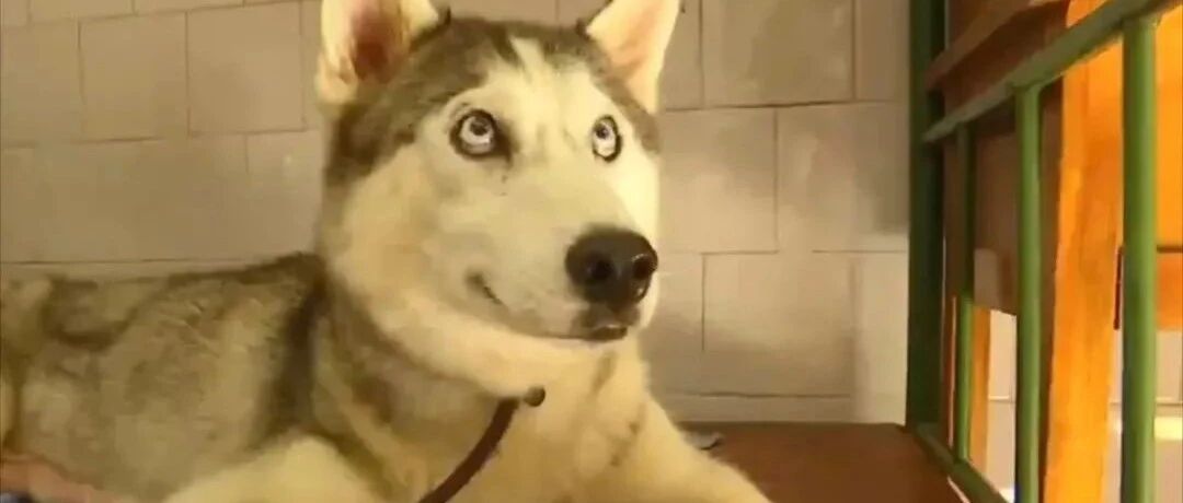 二哈带娃不正经，这回收留了别人的孩子，结果很意外啊！