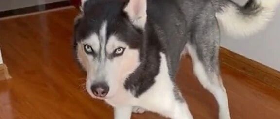 哈士奇表情滑稽，且随叫随到，你见过这种二哈吗？