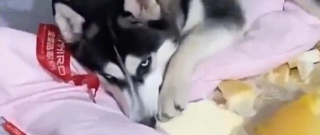 养了哈士奇一年，结果整个家都毁了，家里没有矿还是别养了