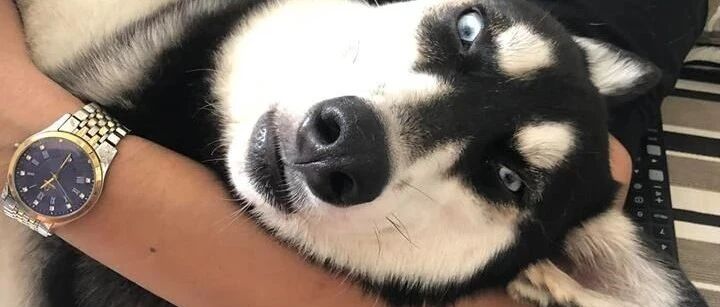 二哈：我刹车方式是脸刹，阿拉斯加：咱俩比比？