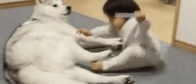 二哈一脚将小主人踢飞，还一脸无辜，我在做梦呢！