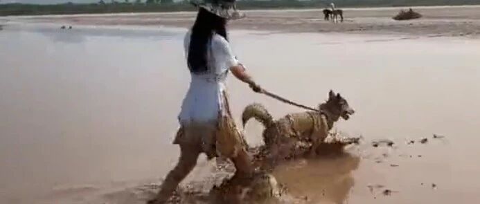 养狗不能养哈士奇？网友用生命演绎了这一幕，笑疯了