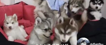 二哈的邻居太惨了，不是被咬，就是没饭吃