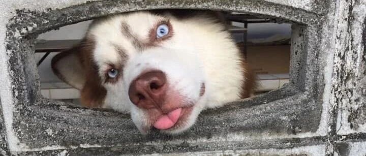 二哈总是来来回回地跑，就要注意了，一定会有大事发生！