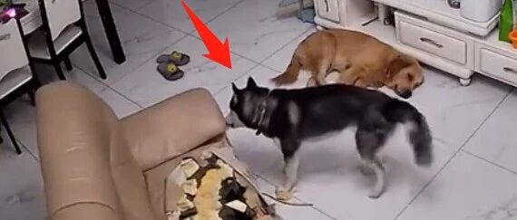 上班后放哈士奇出来，让金毛管它？看到监控要哭了