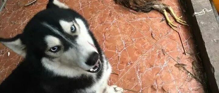 带二哈回家过年，主人被气疯了，还能好好过年吗？