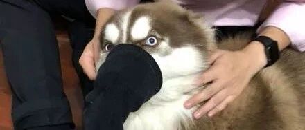 用这种残酷方法惩罚二哈，估计二哈永远都有心理阴影了