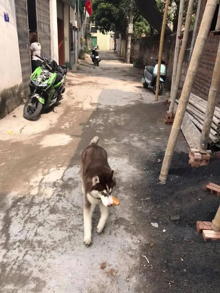 二哈回老家后,专挑小朋友“下手”,抢块面包被追得整村跑-微信头条网 二哈回老家后,专挑小朋友“下手”,抢块面包被追得整村跑