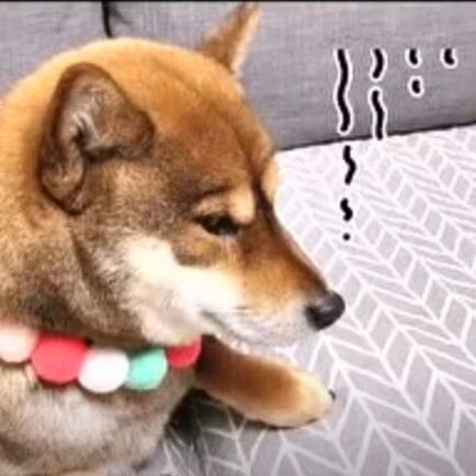 北方的狼，到了南方，你猜变成了什么？