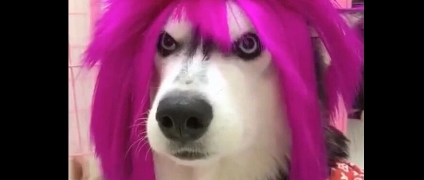 二哈：我一打扮也是个帅哥啊，可以去相亲了，气质直逼F4