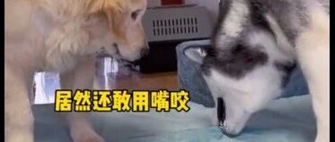 二哈拆家，金毛看到后去告状，看来房子要装修过了