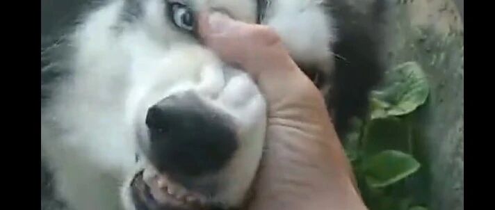 哈士奇唱歌成网红？原来这歌原创是二哈啊，哈哈哈笑喷了