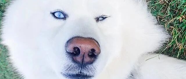 又有网友上当了，哈士奇很可爱，很甜？眼神出卖了你