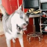 害怕上班迟到？那早点养只哈士奇吧，因为...