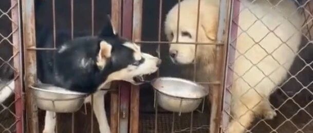 二哈战胜藏獒，还抢它饭吃，这是要给自己涨脸了啊