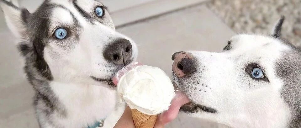 养哈士奇的后果，所以你还敢养二哈吗？心疼铲屎官一分钟