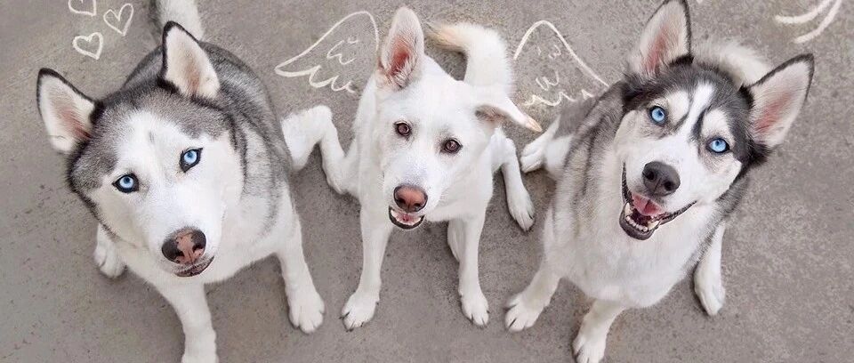 笑喷！哈士奇居然学会了海豚音，送去哪儿上大学好