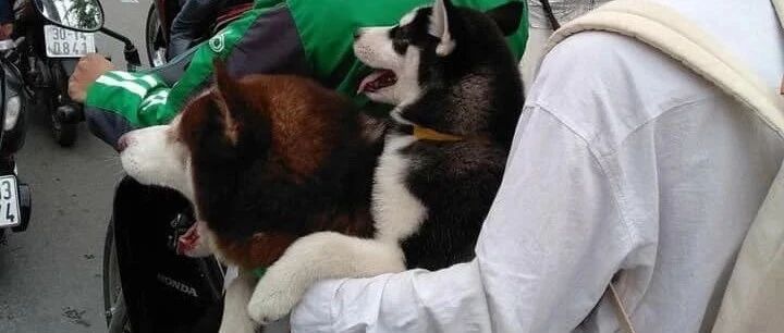 功夫哈士奇，你见过吗？哈哈哈哈笑喷了