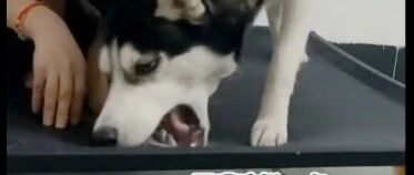 哈士奇教主人拆家，这是真是厉害了，狗：你这样不行