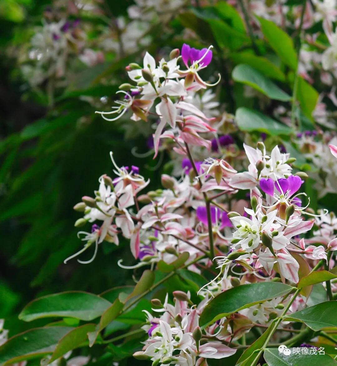粉红俏佳人来啦信宜思贺镇的仪花正悄然盛放