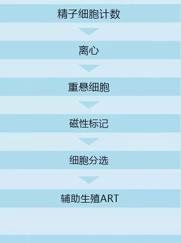 NEW【精子筛选】MACS ART Annexin V System，有效去除凋亡精子，提高辅助生殖成功率