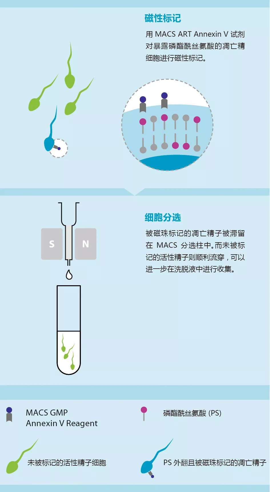 NEW【精子筛选】MACS ART Annexin V System,有效去除凋亡精子,提高辅助生殖成功率 NEW【精子筛选】MACS ART Annexin V System,有效去除凋亡精子,提高辅助生殖成功率