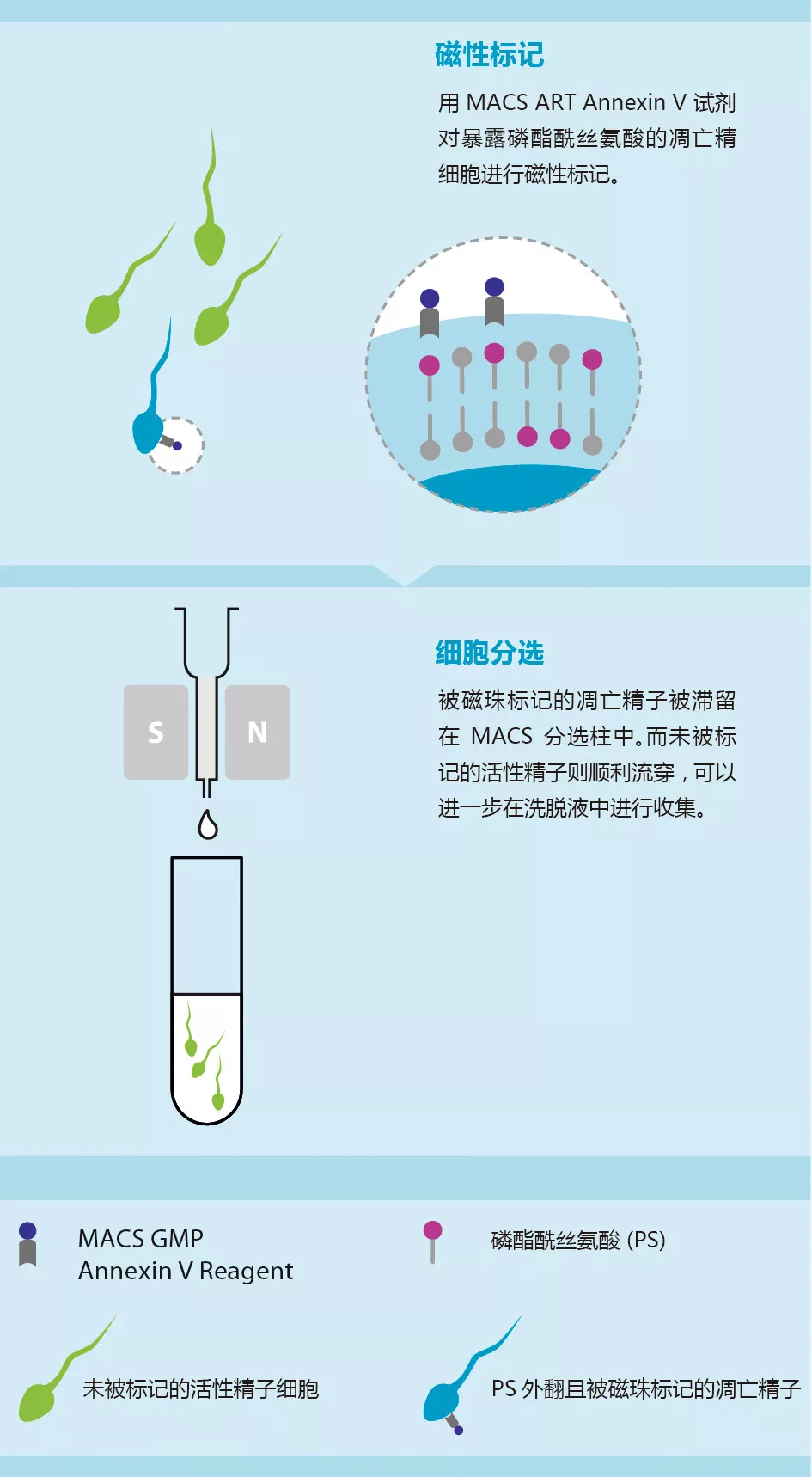 NEW【精子筛选】MACS ART Annexin V System，有效去除凋亡精子，提高辅助生殖成功率
