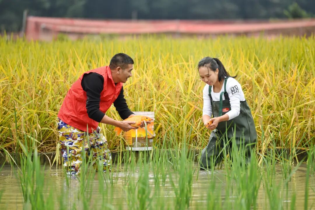 田鱼.jpg