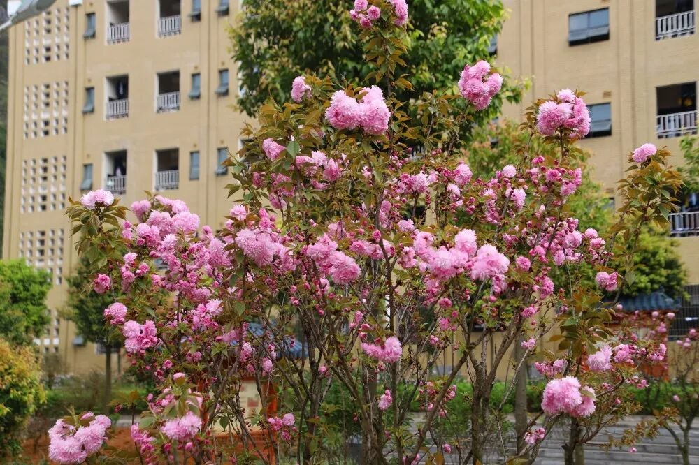 5樱花_副本.jpg 图片