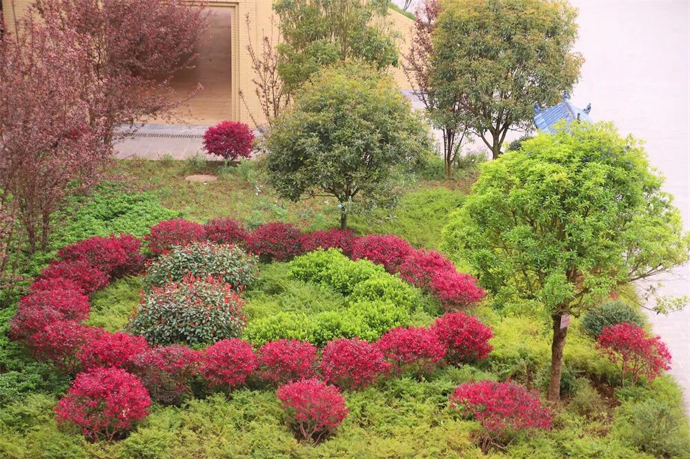 1红花檵木.jpg 图片