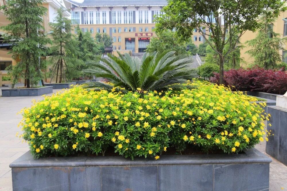 4木春菊_副本.jpg 图片