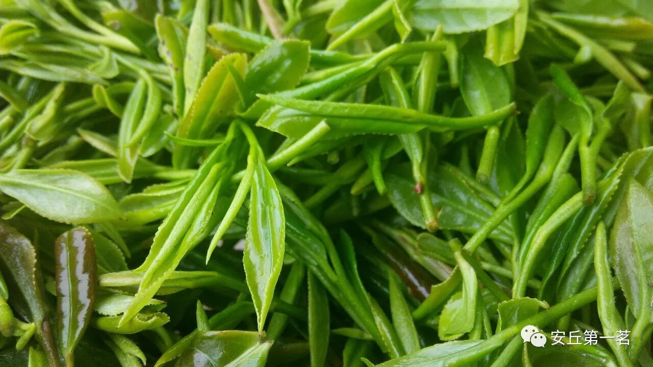 山东绿茶有那些名茶?