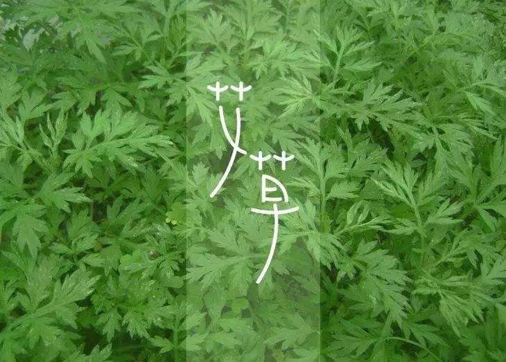 洗1次=曝晒8小时!99%杀菌除螨率的植物艾草洗衣液,杜绝过敏源,呵护家人健康