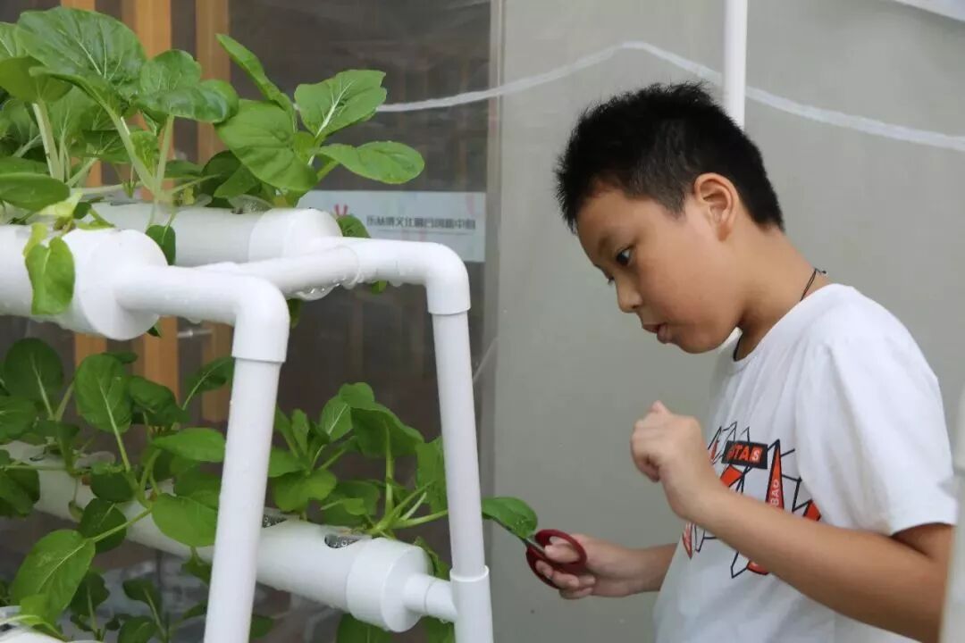 叶厚茎肥，采摘正当时.JPG