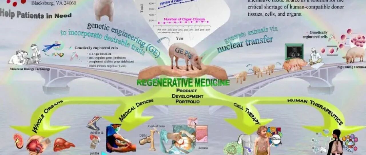 未来又一大医疗风口：「小猪配齐」？
