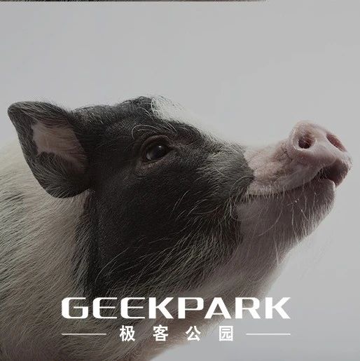 为人体续命，猪准备好了吗？