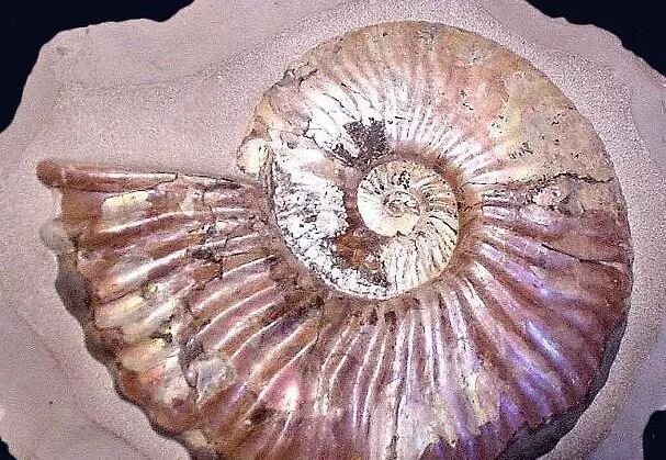 12种早已停止了进化的"活化石"生物!绝对想不到!