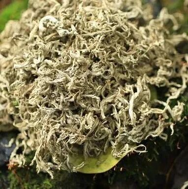 最伤肝的5种中药，你还经常吃！每个服中药的人都要注意