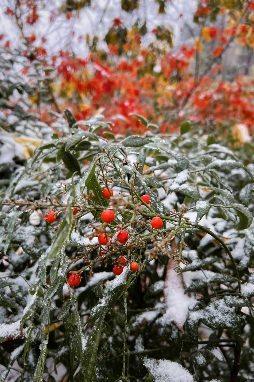 初雪啦!十二月,带你走进宁波的童话世界