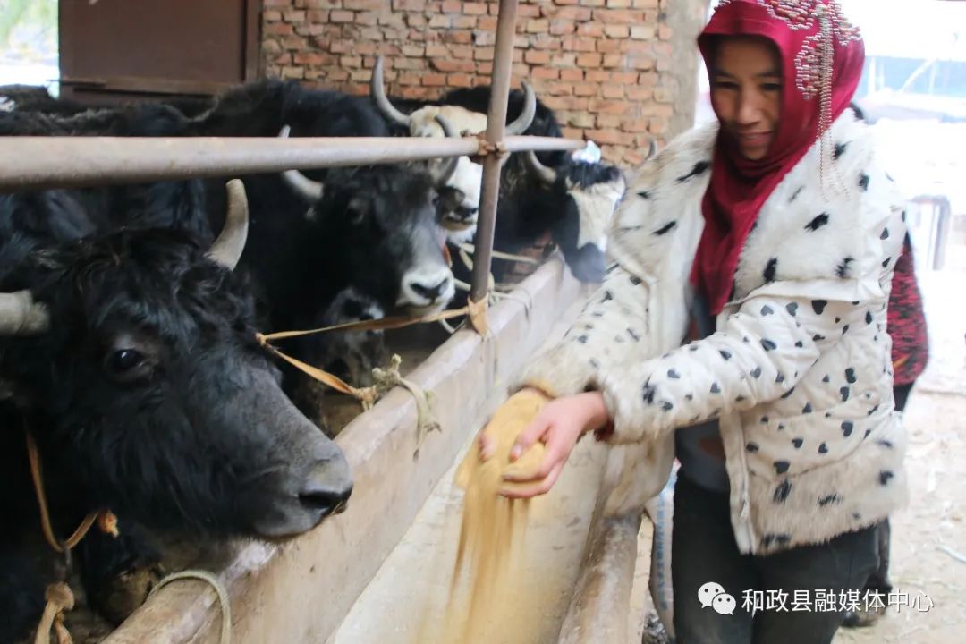 致富牛人四川乡村_致富经牛_致富牛人李良华