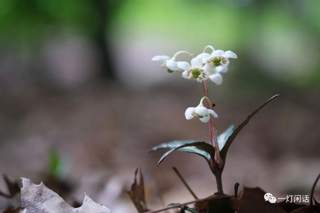 美东夏花 康州篇 下 全网搜