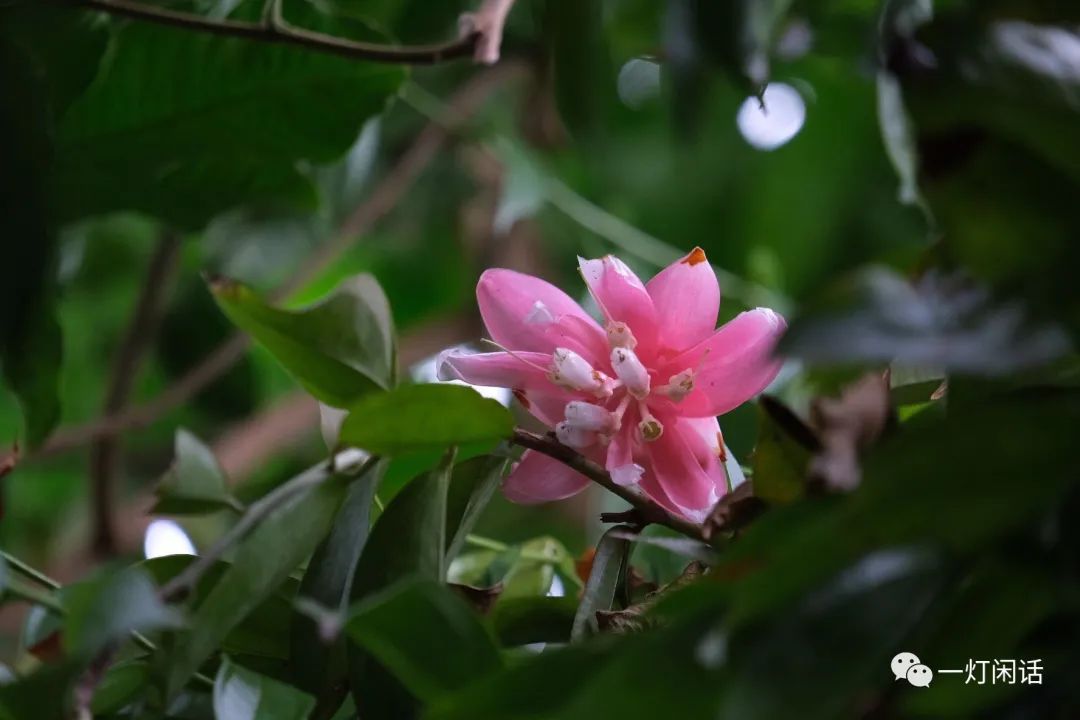 纽约植物园 温室的花朵 全网搜