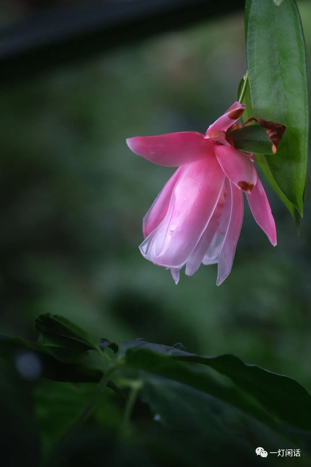 纽约植物园 温室的花朵 全网搜