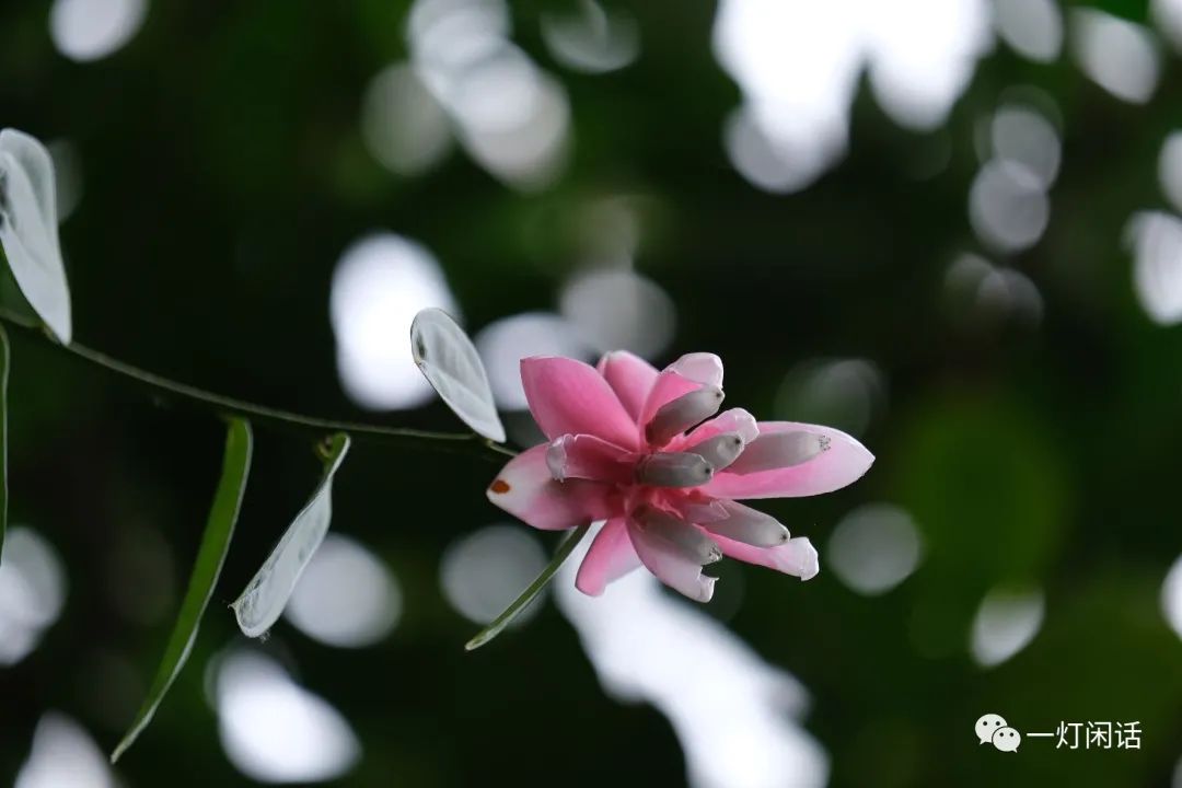 纽约植物园 温室的花朵 全网搜