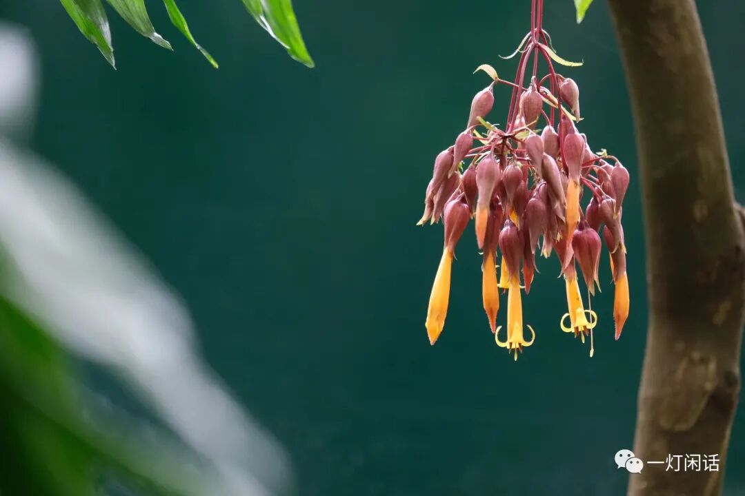 纽约植物园 温室的花朵 全网搜