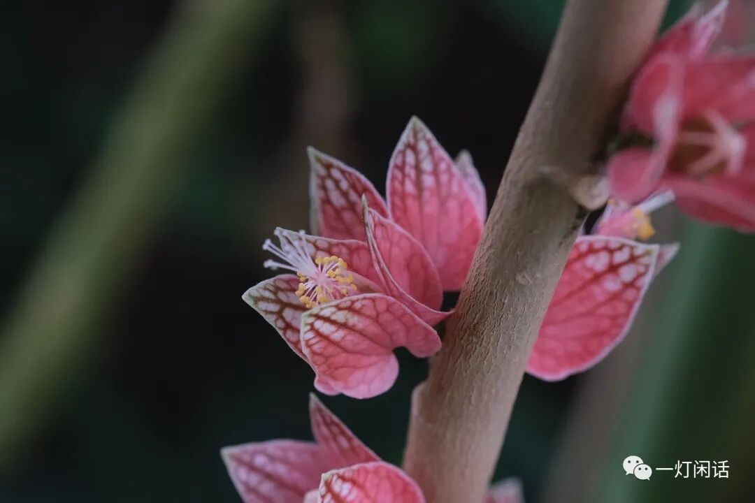 纽约植物园 温室的花朵 全网搜