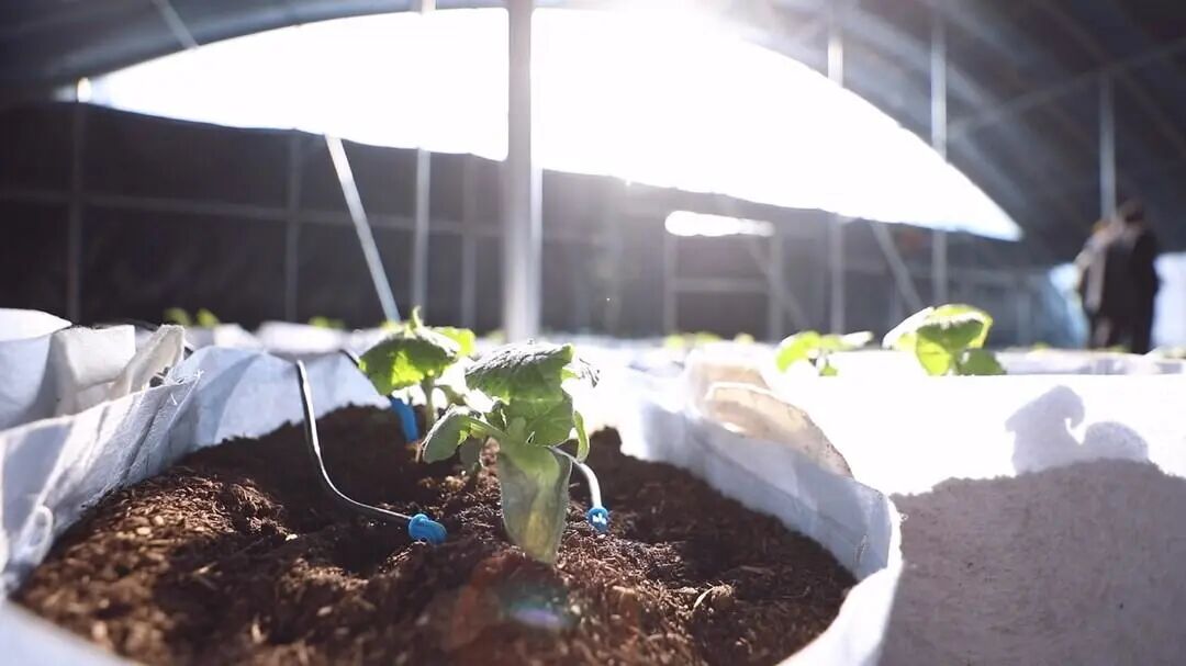 △嘉禾坦坪镇瑶冲村文生农业现代科技蔬菜基地内，农户科技育苗。