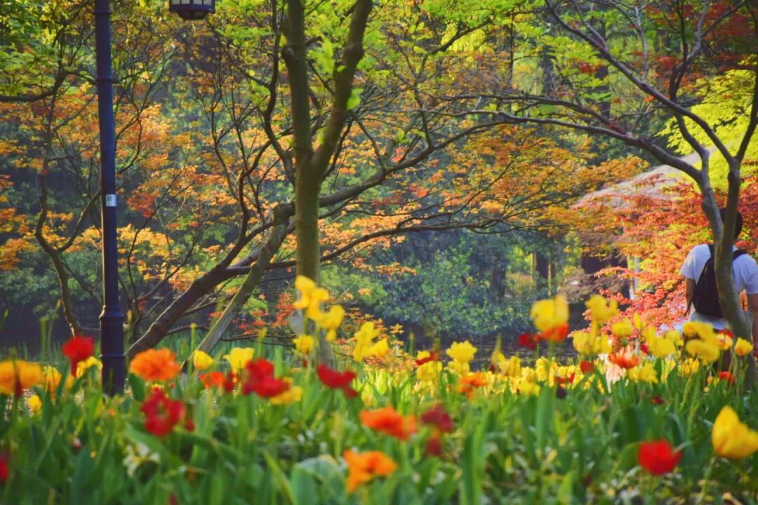 3月最佳旅行地 | 7元嗦粉、5元坐船、0元看花海，中国有的是好看又好吃的地方！