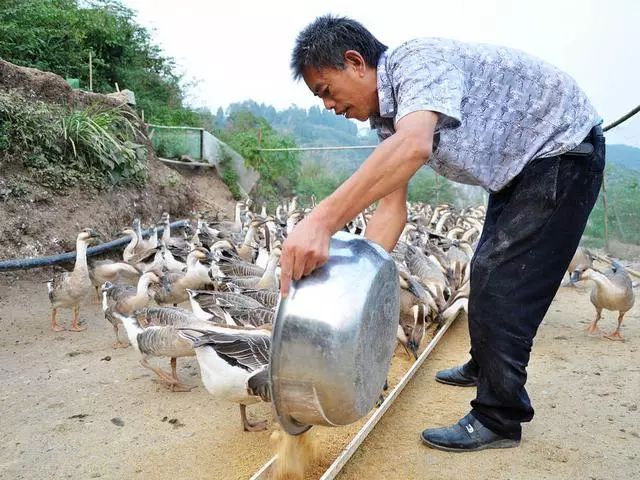 养殖致富经_致富养殖蝎子_致富养殖项目